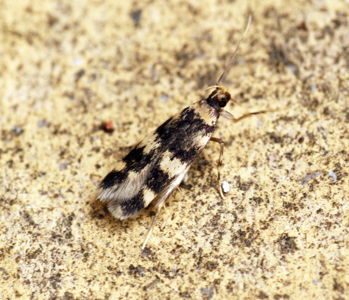 Oegoconia caradjai