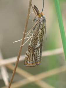 Crambus des adrets