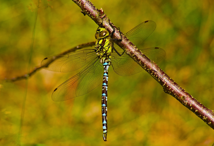 Aeschne bleue (L')