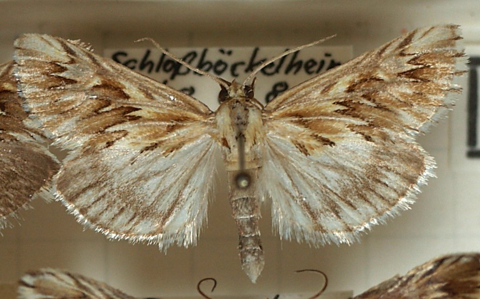 Odontie dentelée