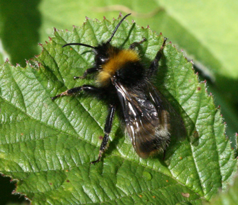 Psithyre sylvestre