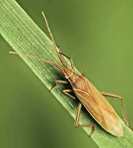 Stenodema calcarata
