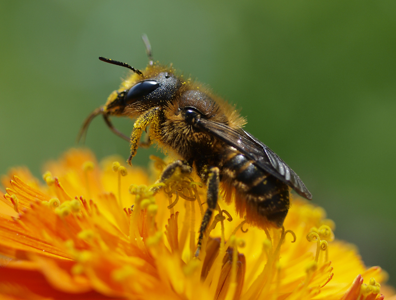 Osmia leaiana