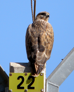 Buteo rufinus cirtensis