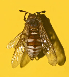 Frelon à épaulettes