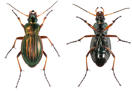 Carabus auratus auratus