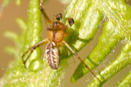 Pityohyphantes phrygianus