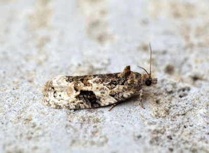 Apotomis lineana