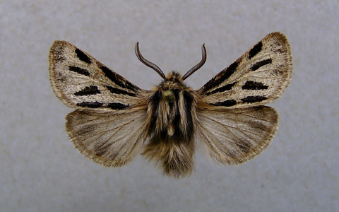 Ocnogyne des Alpes (L')