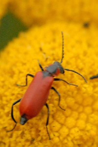 Anthocomus rufus
