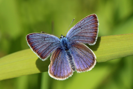 Azuré des Anthyllides (L')