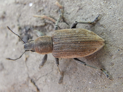 Tanymecus palliatus