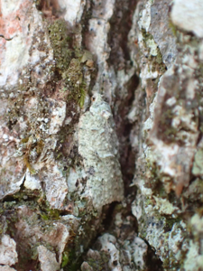 Acleris literana