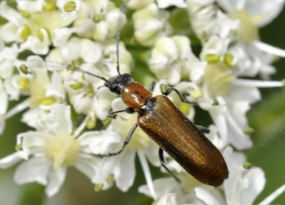 Anogcodes rufiventris