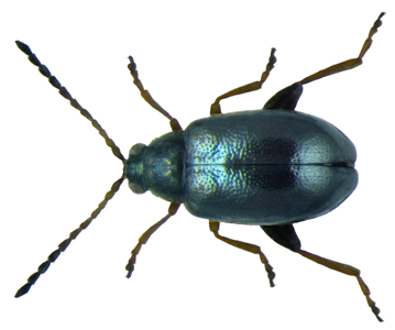 Aphthona euphorbiae