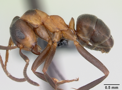Formica pressilabris