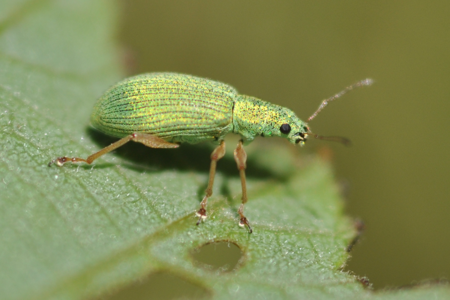 Charançon vert pâle