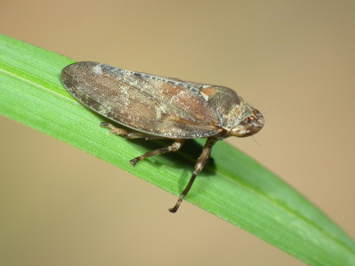 Aphrophora corticea