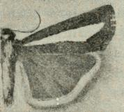 Crambus à bande