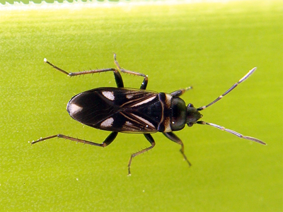 Raglius alboacuminatus