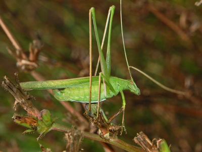 Phanéroptère liliacé