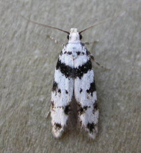 Pseudotelphusa scalella