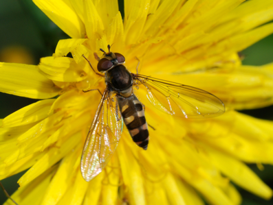Meliscaeva auricollis