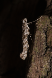 Caloptilia cuculipennella