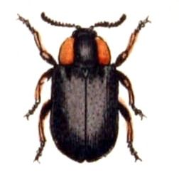 Smaragdina aurita