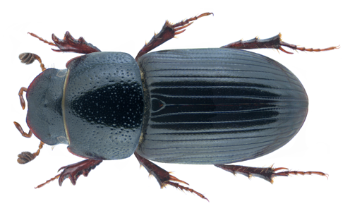 Nialus varians