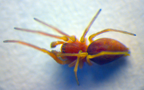 Nigma flavescens