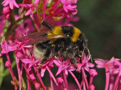 Bourdon des friches