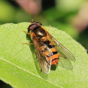 Epistrophe melanostoma