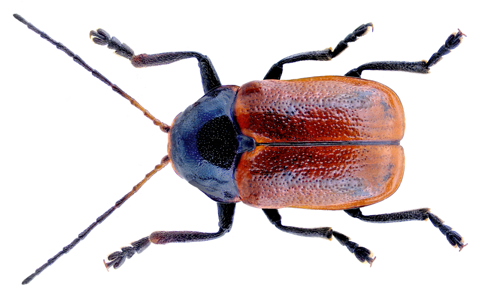 Cryptocephalus coryli