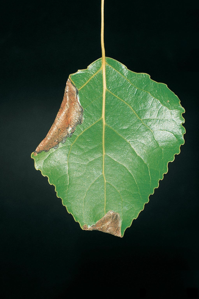 Ancylis laetana
