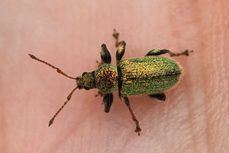 Phyllobius betulinus