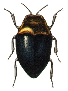Trachys troglodytes