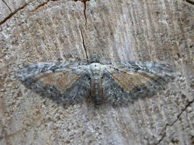 Eupithécie frappée (L')