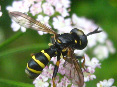 Conops flavipes