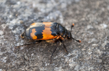 Nicrophorus investigator