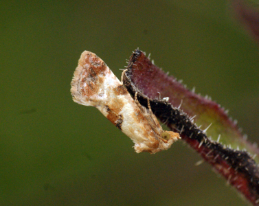 Cochylis molliculana