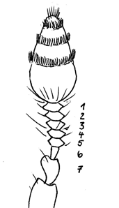 Hylurgops palliatus
