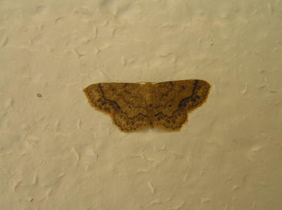 Acidalie suffusée (L')