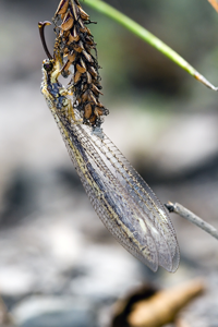 Macronemurus appendiculatus