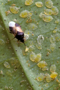 Orius laevigatus