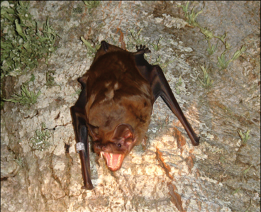 Grande Noctule