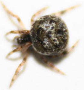 Dipoena melanogaster