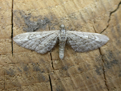 Eupithécie naine (L')
