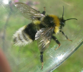 Psithyre bohémien