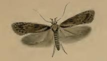 Depressaria artemisiae